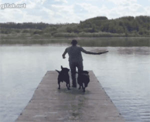 fetch,dog,no,lake,leaving