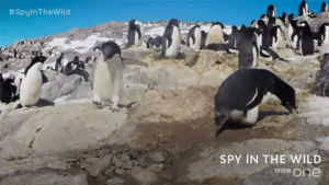 bbc,bbc one,cute,animals,animal,penguin,bbc1,spy in the wild