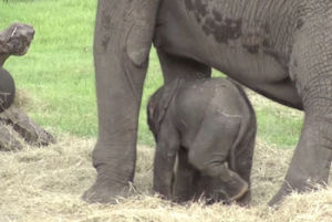 baby,elephant,big,ear,flap