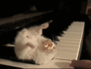 hamster,piano,popcorn