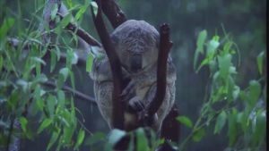 koala,rain
