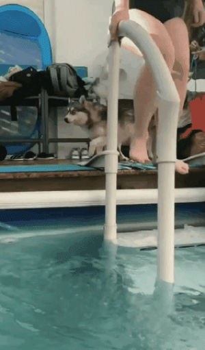 pool,dog,jumping,instant regret