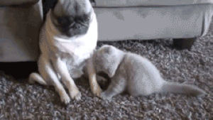pug,wswcm,dog,kitten,guy,cuddle,what should we call me