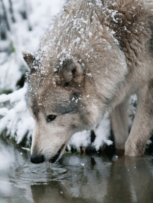wolf,drinking,water,white