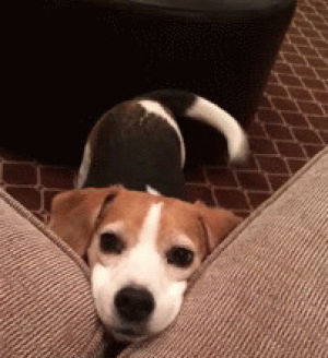 dog,happy,beagle,lap