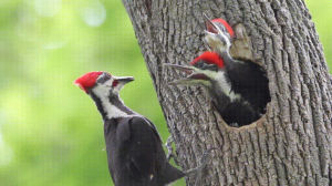 animals,woodpecker,feeding,wildlife
