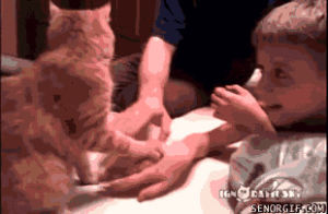 cat,hands,control