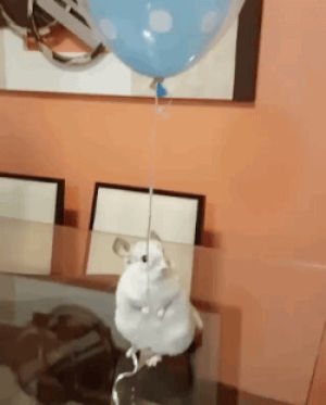 animals,chinchilla,balloon