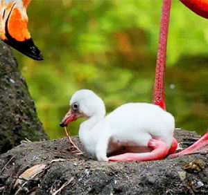 flamingo,animals,baby,fly,duck,nest