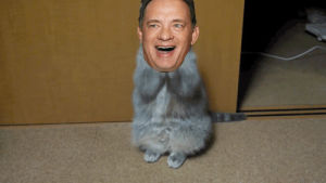 cat,tom,hanks