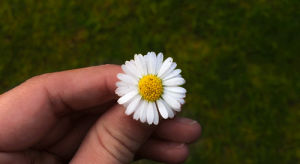 spring,flower,spin,april,daisy,sam cannon photogragraphy
