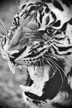 cat,tiger,wild,big cat,big cats,psycadelic,wild animal,the hungry games