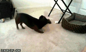 dachshund,cute,dog,animals,playing,fighting,fennec fox