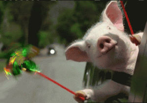 whee,excited,driving,pig