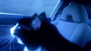 cat,car,crying,animals,watching,panting