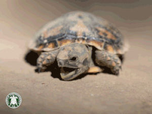 tortoise,fun,baby,turtles,tortoises