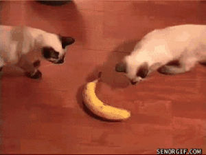 banana,cat,wut