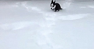 winter,dog,snow,puppy playing in snow