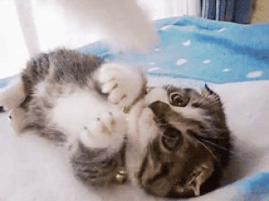 cute kitten,adorable,cat,kitten