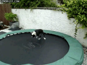 funny,boston terriers,dog,funny dog,trampolines