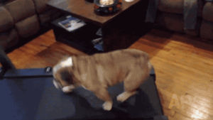 bulldog,animals,dog,treadmill