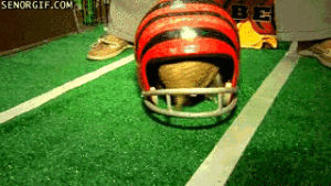 armadillo,cute,football,animals,playing,best of week