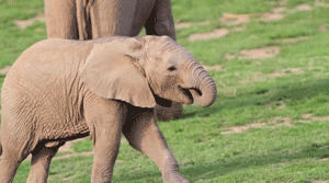 elephant,animals,baby