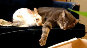 rabbit,cat,animal friendship