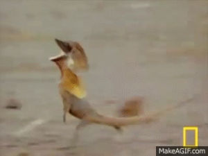 Root Lizard Gif GIF lizard - animated GIF on GIFER - by Aurirdana