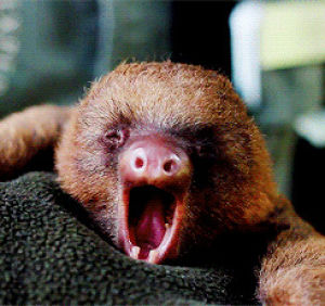 sleepy,sloth,tired,animals,yawn