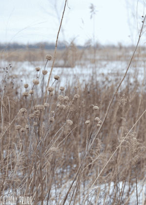 nature,landscape,field,breeze,grasses,prairie,my photography,landscape animation