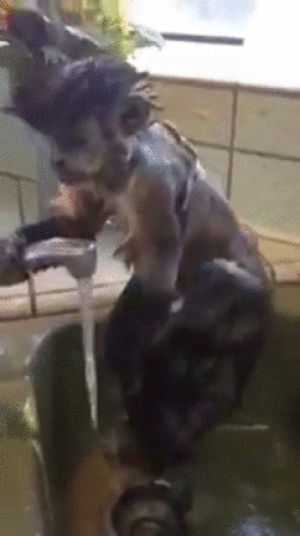shower,sink,monkey,taking