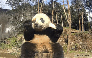 panda,falling,eat,eating,yum,nom,food,fail,food coma