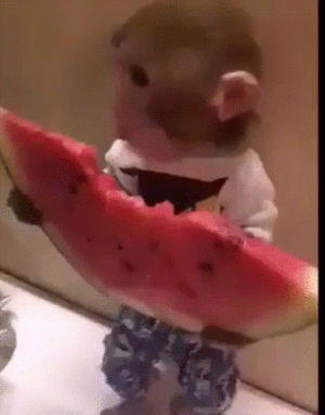 monkey,watermelon,eats