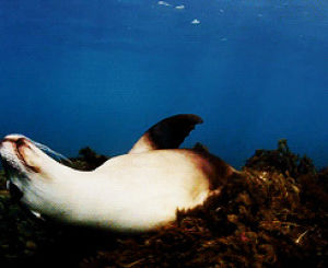 seal,relaxed,sea lion,animals,swimming