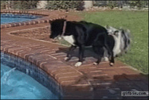 animals,help,pool