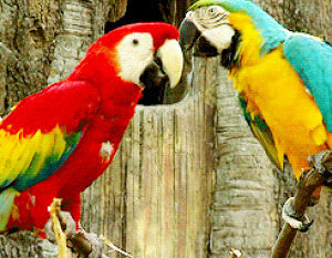 parrot,bird,macaw,animals,couple,colorful