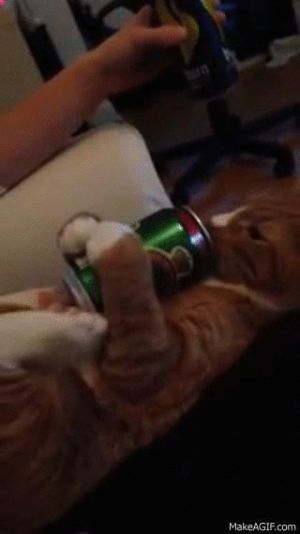 cat,beer