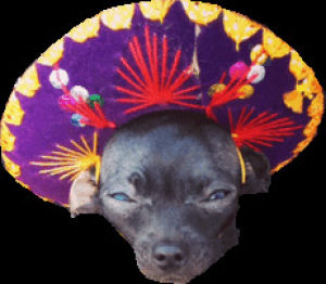 mexican,chihuahua,transparent,high,stoned