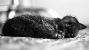 kitten,breathing,cat,black and white,adorable