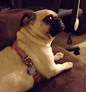 reaction,pugs,pug,say what,animals,reactions,dogs,actions,taken aback,what did you say