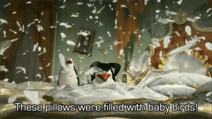 penguins,madagascar,feathers,pillows,baby birds