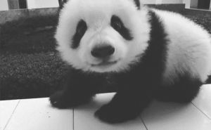 panda,hug,sweet,passion,black and white,love