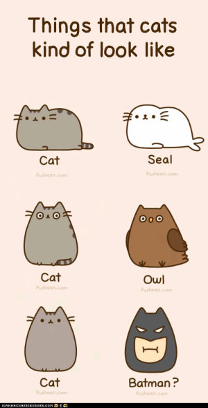 pusheen,cat,cute,animals,tumblr,looking,sitting,one can dream