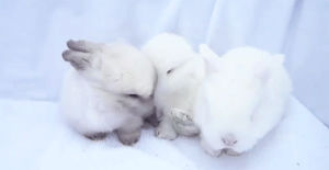 animals,white,rabbit,babies,nose,nuzzle