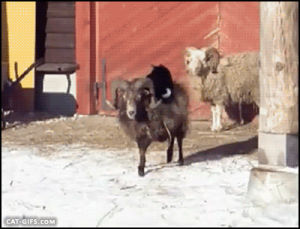 goat,animal friendship,cat