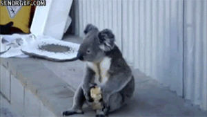 eating,list,koalas,koality
