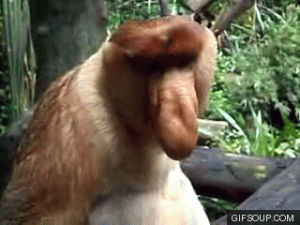 proboscis,monkey