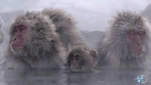 cold,animals,nature,snow,monkey,snow monkey,thermal pool