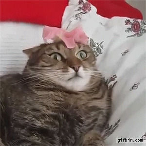 cat,flower,head,malfunction